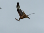 FZ015469 Red kites (Milvus milvus).jpg